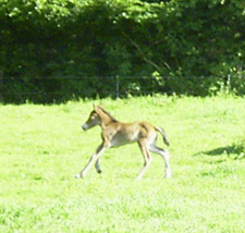 Fohlen_2006_hrisla3