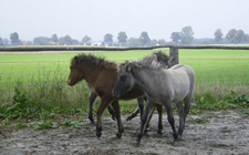 Fohlenbande_2006_oktober15k