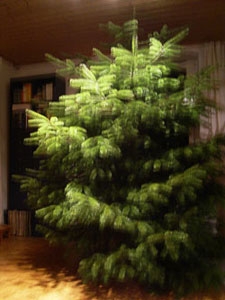 Weihnachtsbaum_2005_web